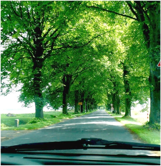 Allee auf der Insel Poel an der Ostsee