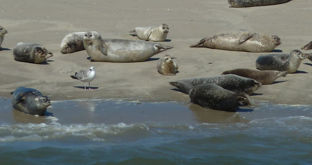 Baltrum – die kleine Perle in der Nordsee