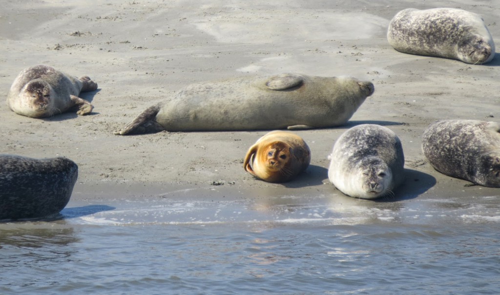 Nordsee: Tagesausflug nach Norddeich – Seehunde, Labyrinth und Strand