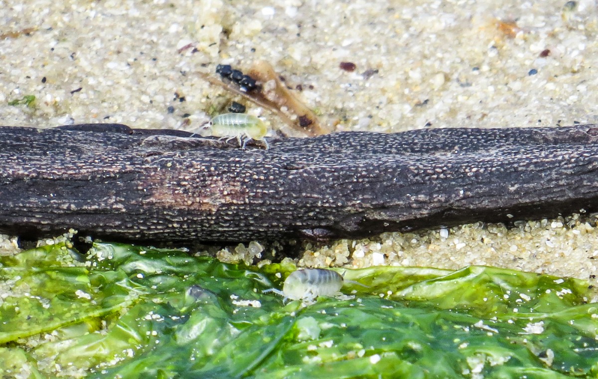 2015-07-Urlaub-Bretagne-BLOG (156)
