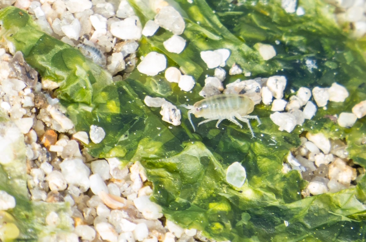 2015-07-Urlaub-Bretagne-BLOG (157)