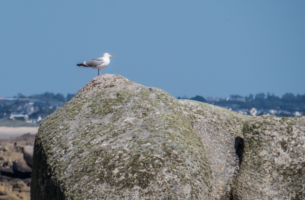 2015-07-Urlaub-Bretagne-BLOG (94)