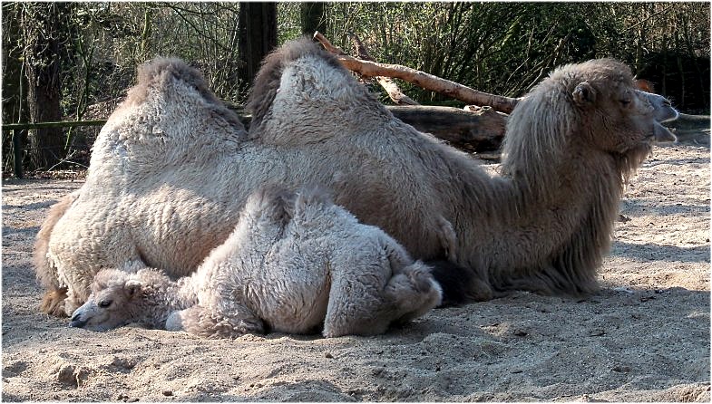 2011-03-29-zoo-16