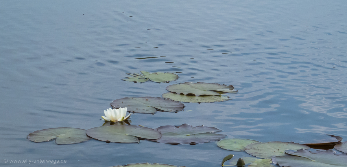 2016-05-Niederlande-Giethoorn-Tagesausflug-mit-Kinder (32)