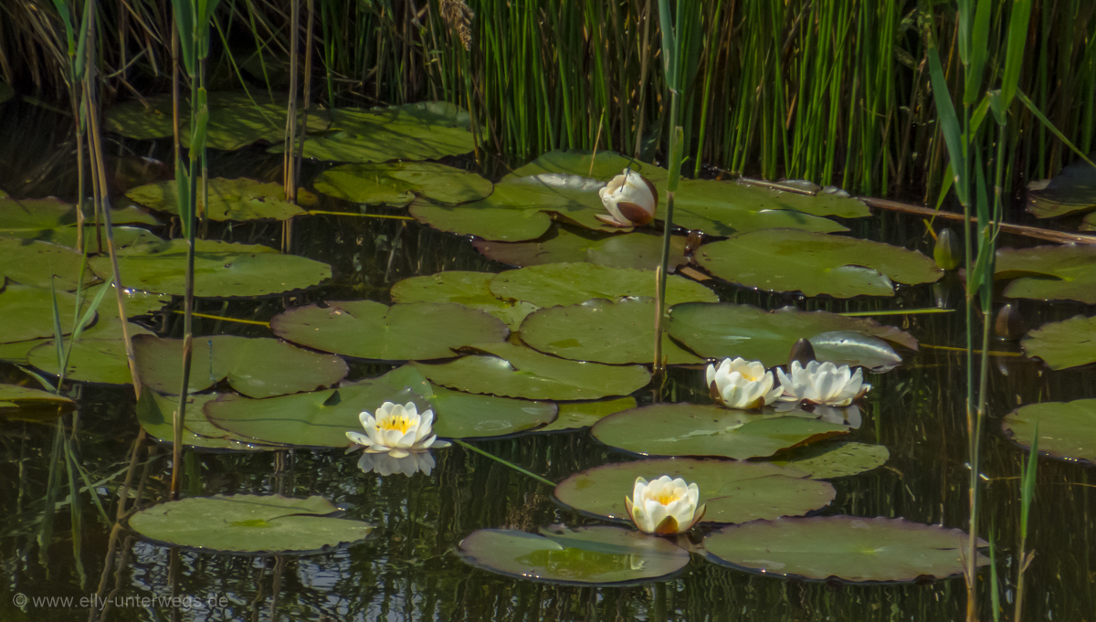 2016-05-Niederlande-Giethoorn-Tagesausflug-mit-Kinder (36)