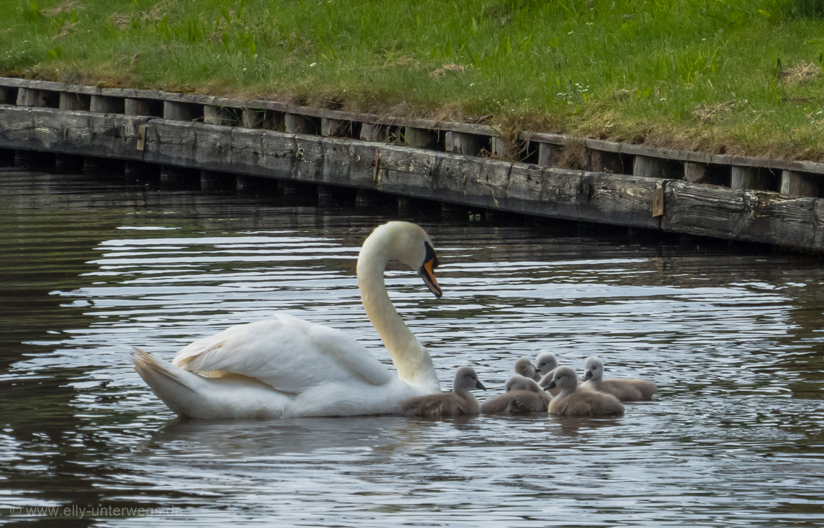 2016-05-Niederlande-Giethoorn-Tagesausflug-mit-Kinder (53)