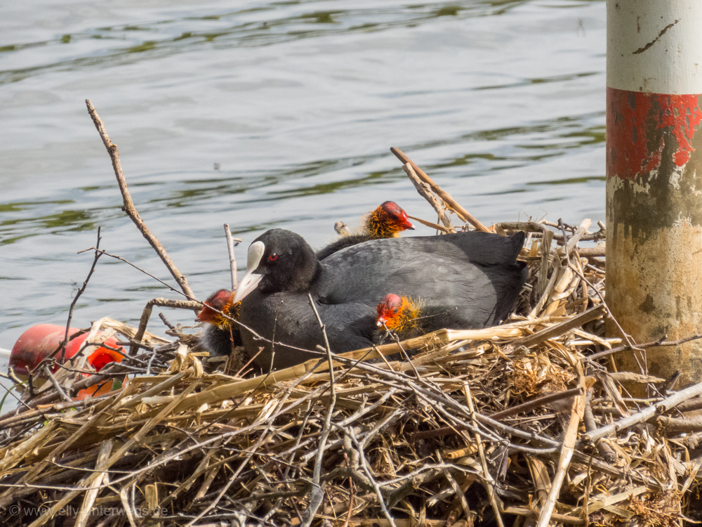 _MG_2016-05-Torfmoorsee-2 (5)