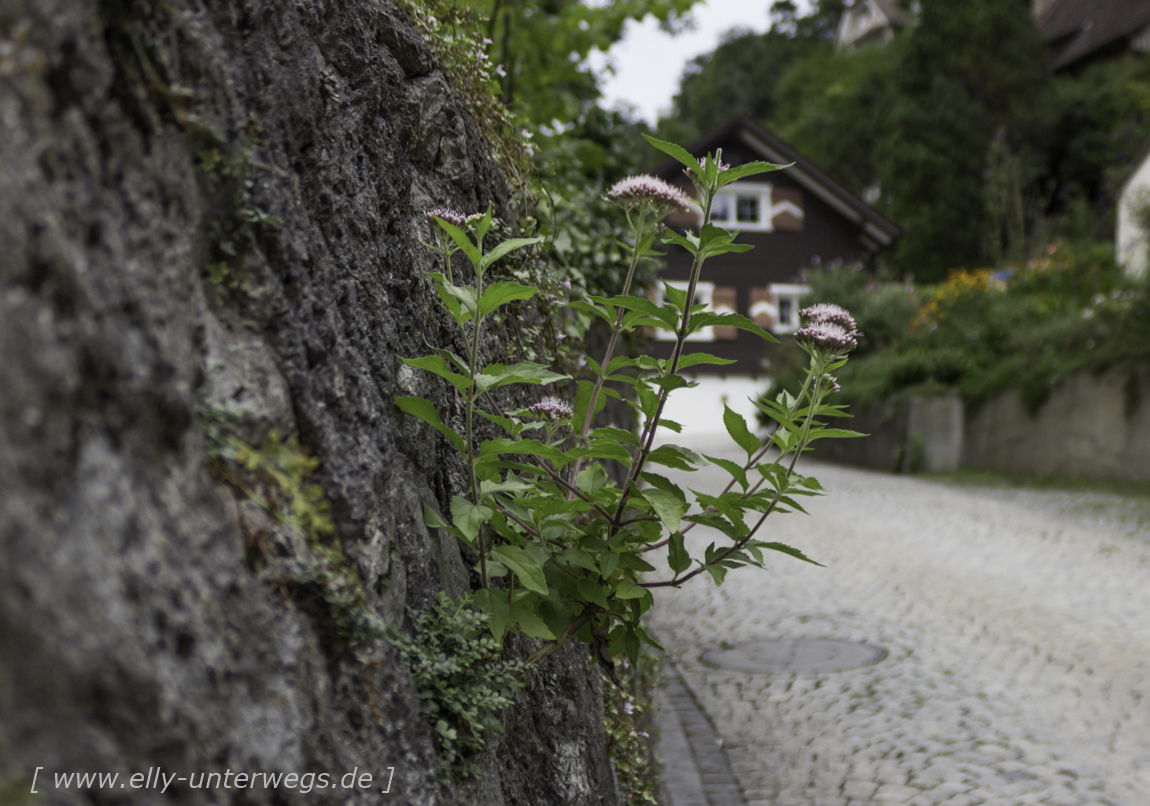 schweiz-heidiland-walensee-_mg_4135_mg_4135-3
