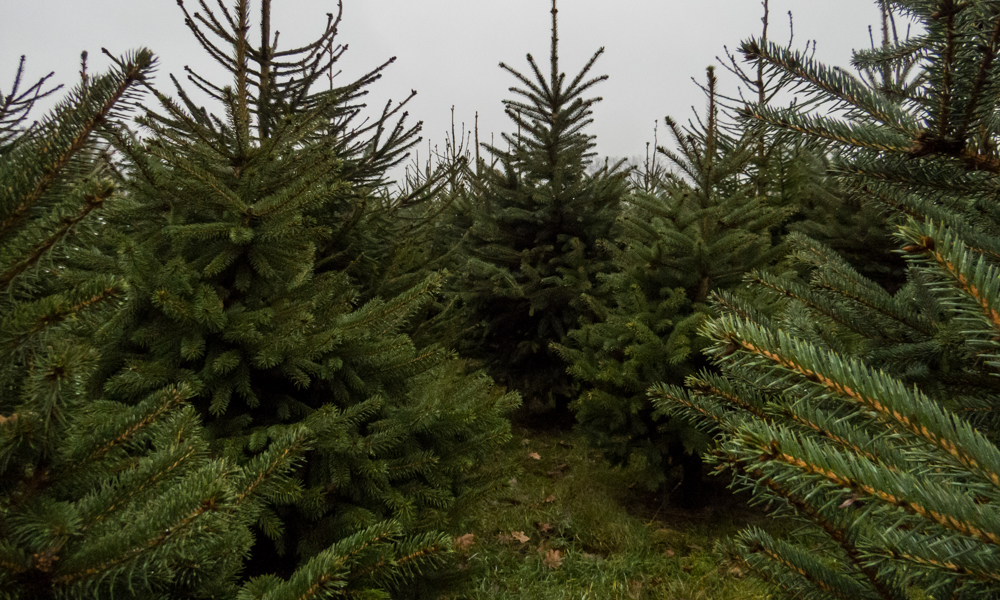 Unser Weihnachtsbaum