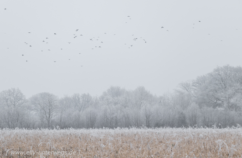 Winter-Muensterland (10 von 25)