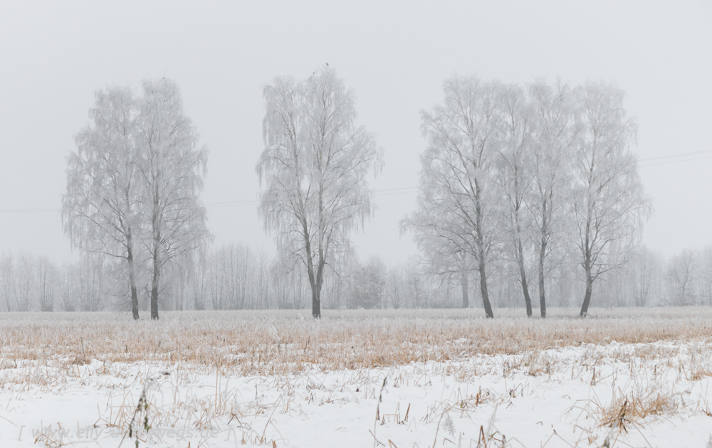 Winter-Muensterland (12 von 25)