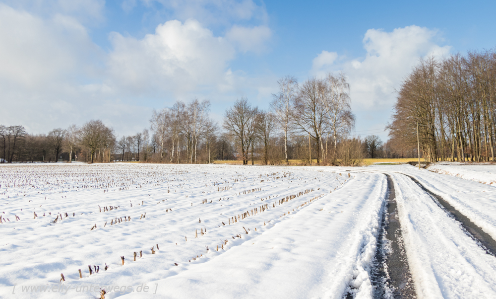 Winter-Muensterland (6 von 25)