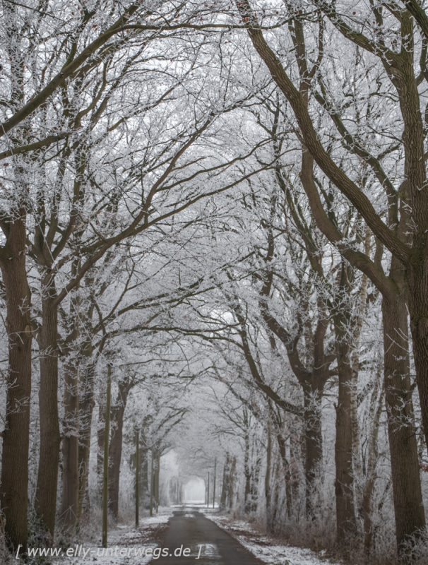 Winter-Muensterland (8 von 25)