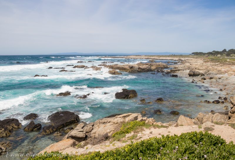 Monterey:  Whale Watching und der 17-Mile-Scenic-Drive