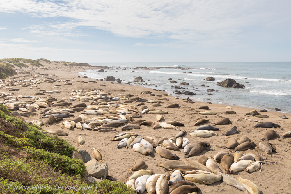 Pacific Highway No 1: Die See-Elefanten von San Simeon, der Ragged Point & Am Strand von Morro Bay