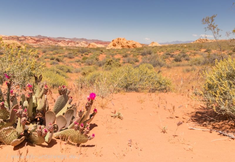 Das Valley of Fire in der Nähe von Las Vegas – oder: Der beste Abenteuerspielplatz der Welt!