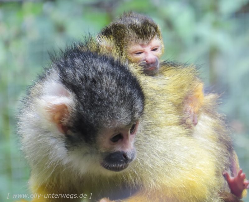 Der Osnabrücker Zoo