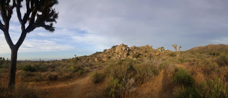 Der Joshua Tree Nationalpark • Elly unterwegs