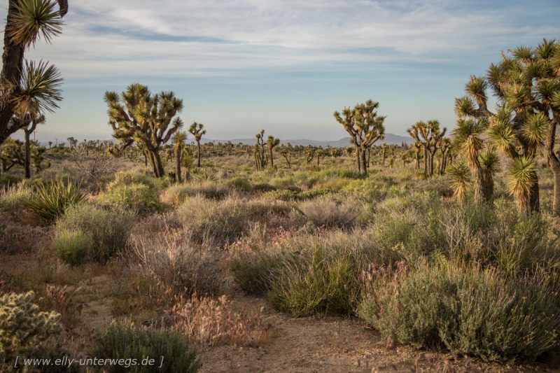 Der Joshua Tree Nationalpark