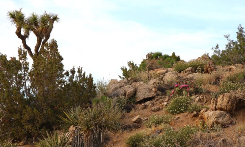 Der Joshua Tree Nationalpark • Elly unterwegs