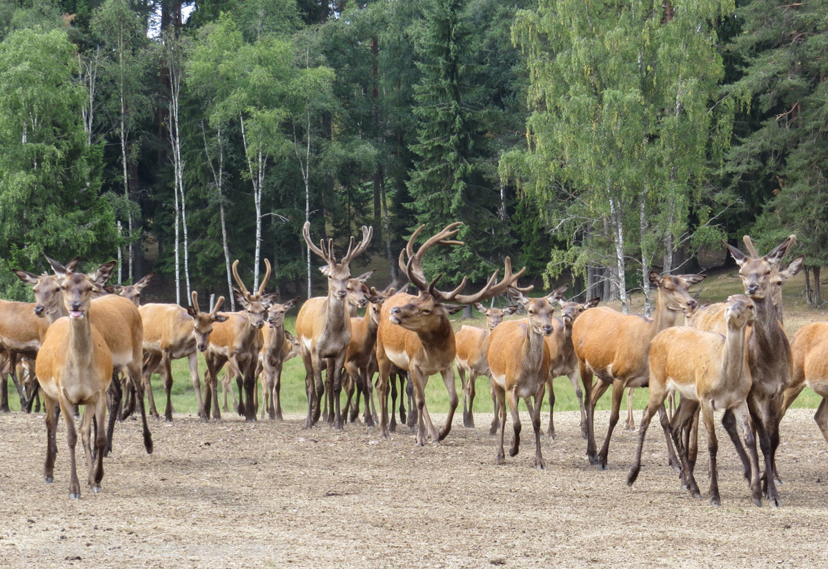 Sommer-in-Schweden-1000-elchpark-16.jpg