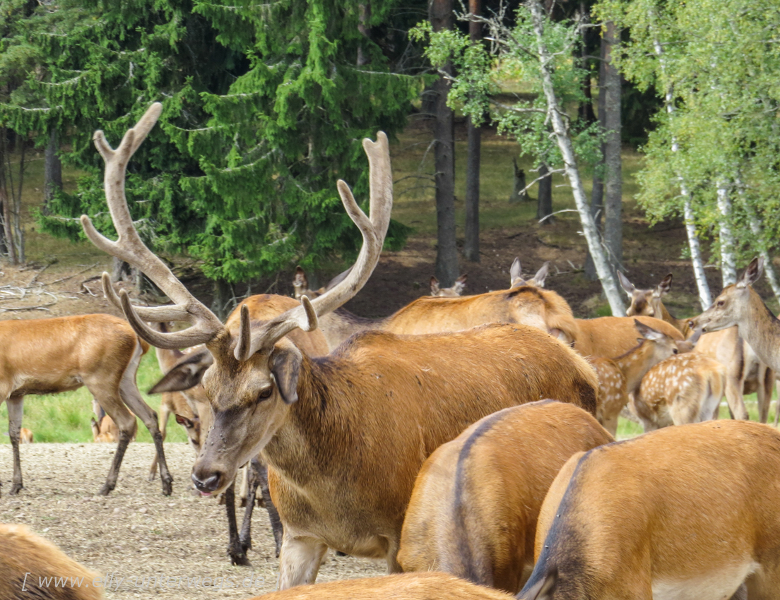 Sommer-in-Schweden-1000-elchpark-22.jpg