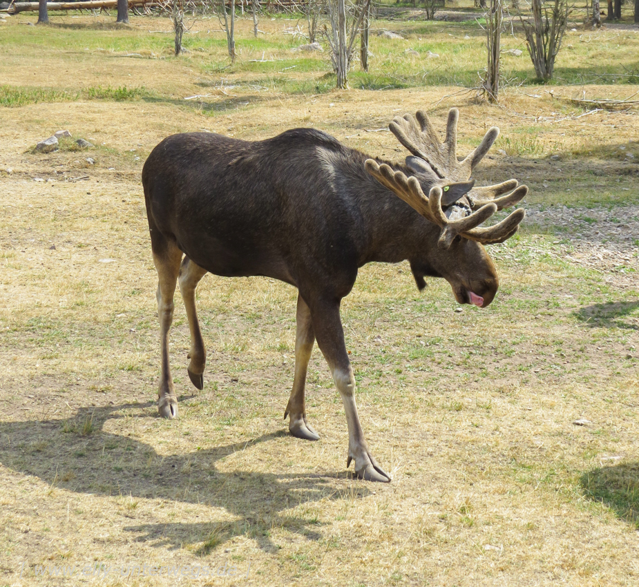 Sommer-in-Schweden-1000-elchpark-28.jpg