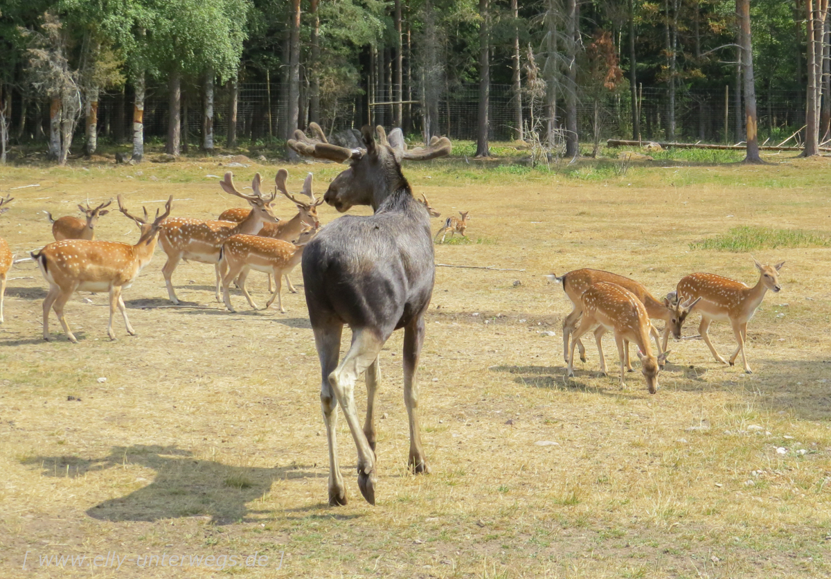 Sommer-in-Schweden-1000-elchpark-32.jpg