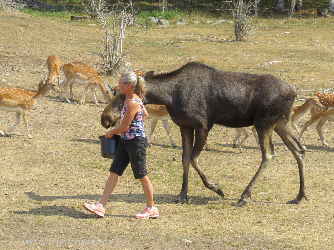 Sommer-in-Schweden-1000-elchpark-36.jpg