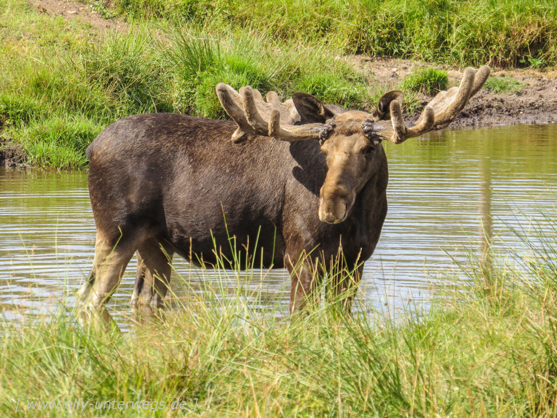 Sommer-in-Schweden-1000-elchpark-43.jpg