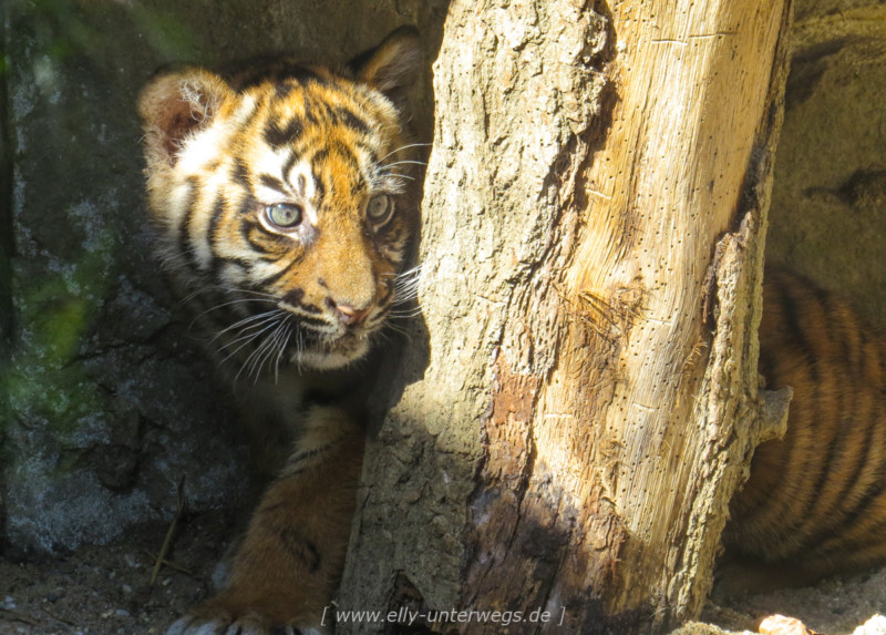 Die 3 Sumatra – Tigerbabys vom Naturzoo Rheine