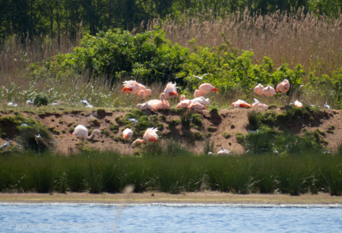 Das Zwillbrocker Venn: Der nördlichste Flamingo-Brutplatz der Welt