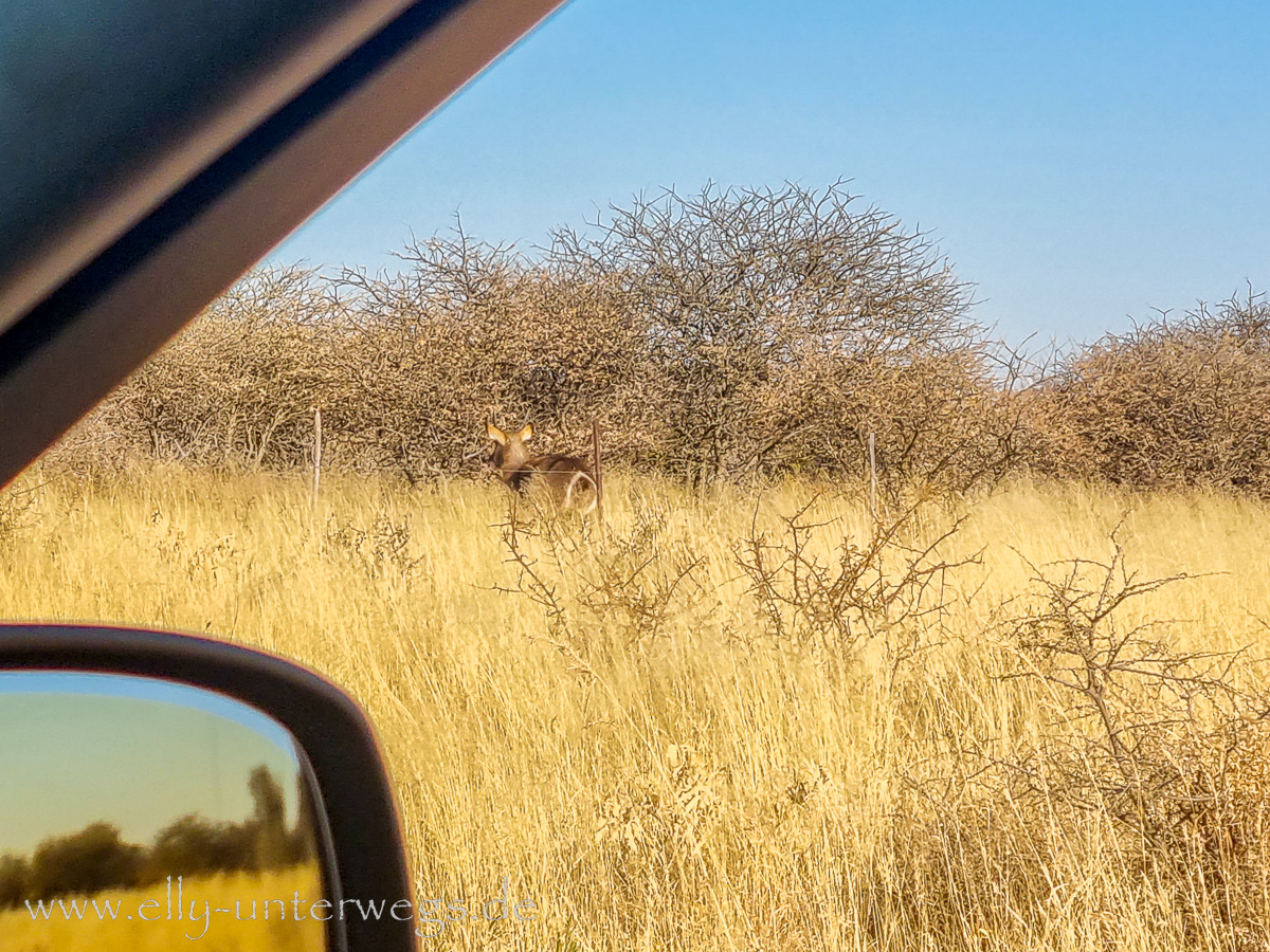 Namibia-Anreise-FRA-Windhoek-70.jpg