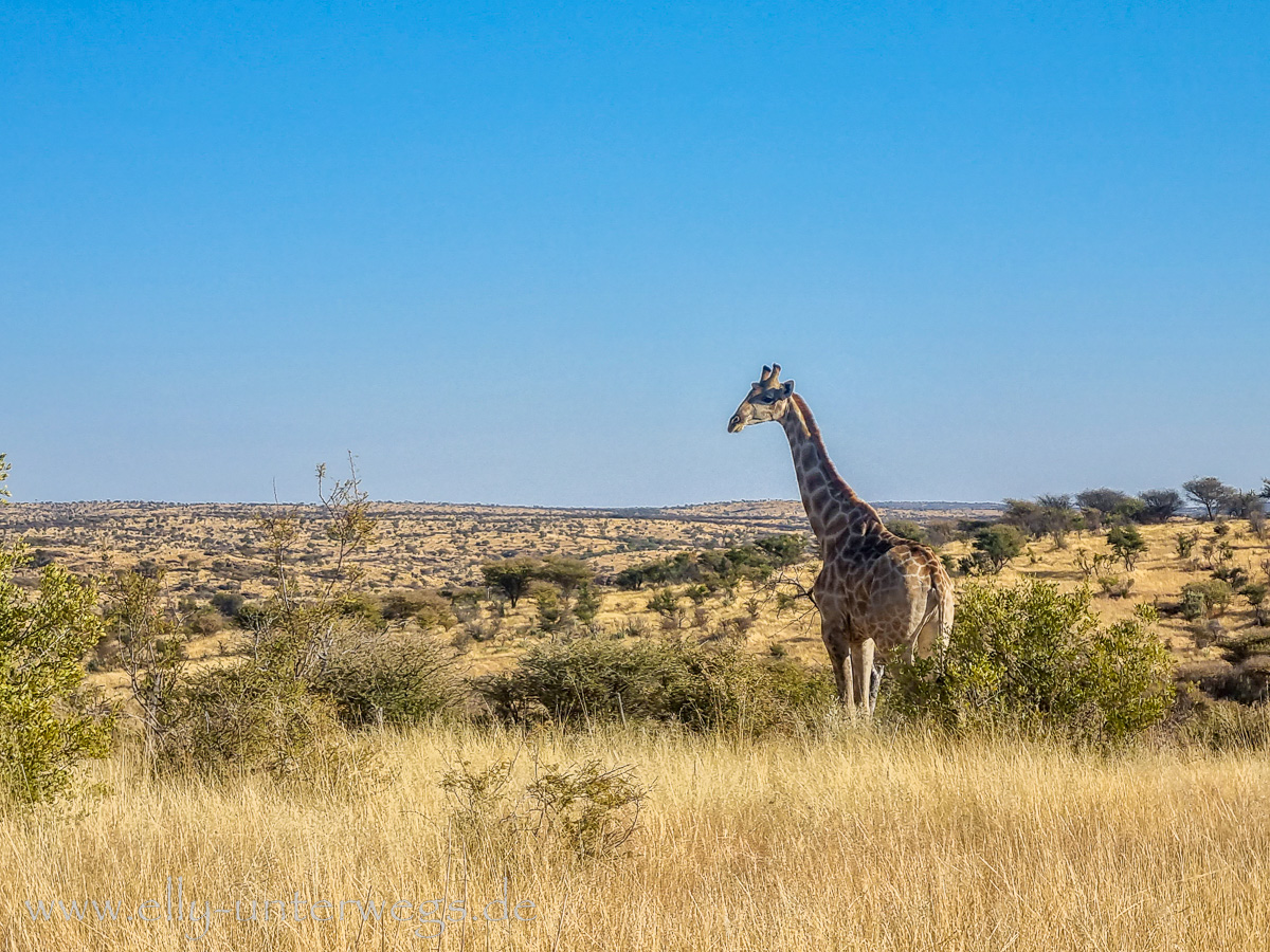 Namibia-Anreise-FRA-Windhoek-75.jpg