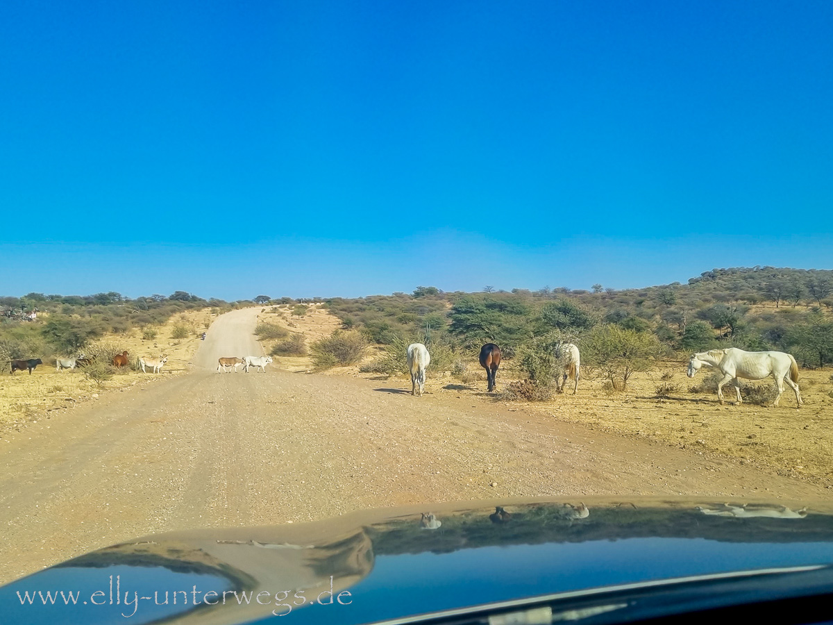 Namibia-Anreise-FRA-Windhoek-77.jpg