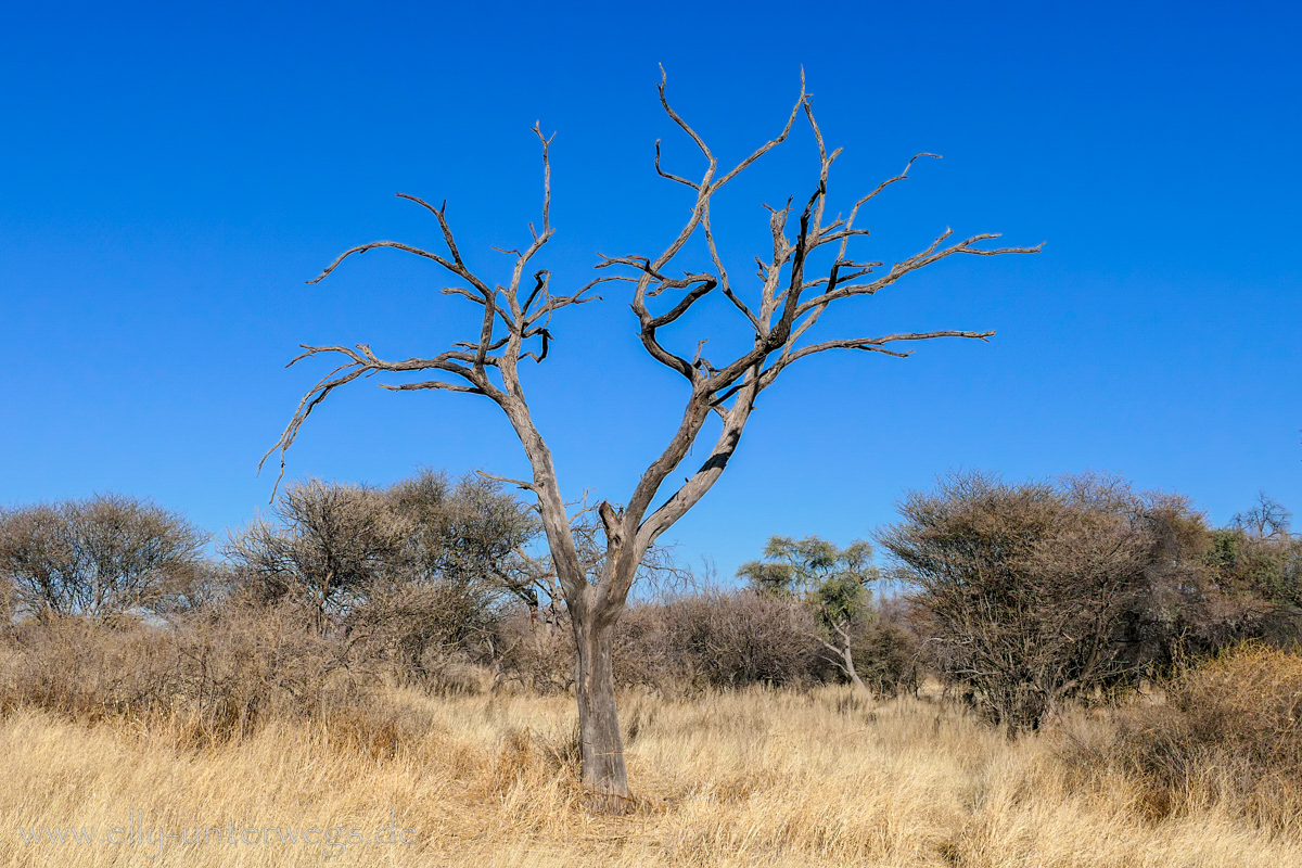 Namibia-Otjisazu-Farm-Windhoek-105.jpg