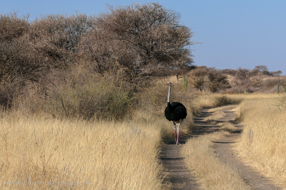 Namibia-Otjisazu-Farm-Windhoek-106.jpg