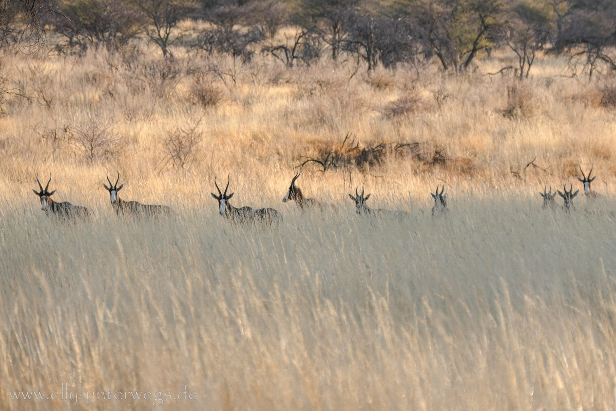 Namibia-Otjisazu-Farm-Windhoek-109.jpg