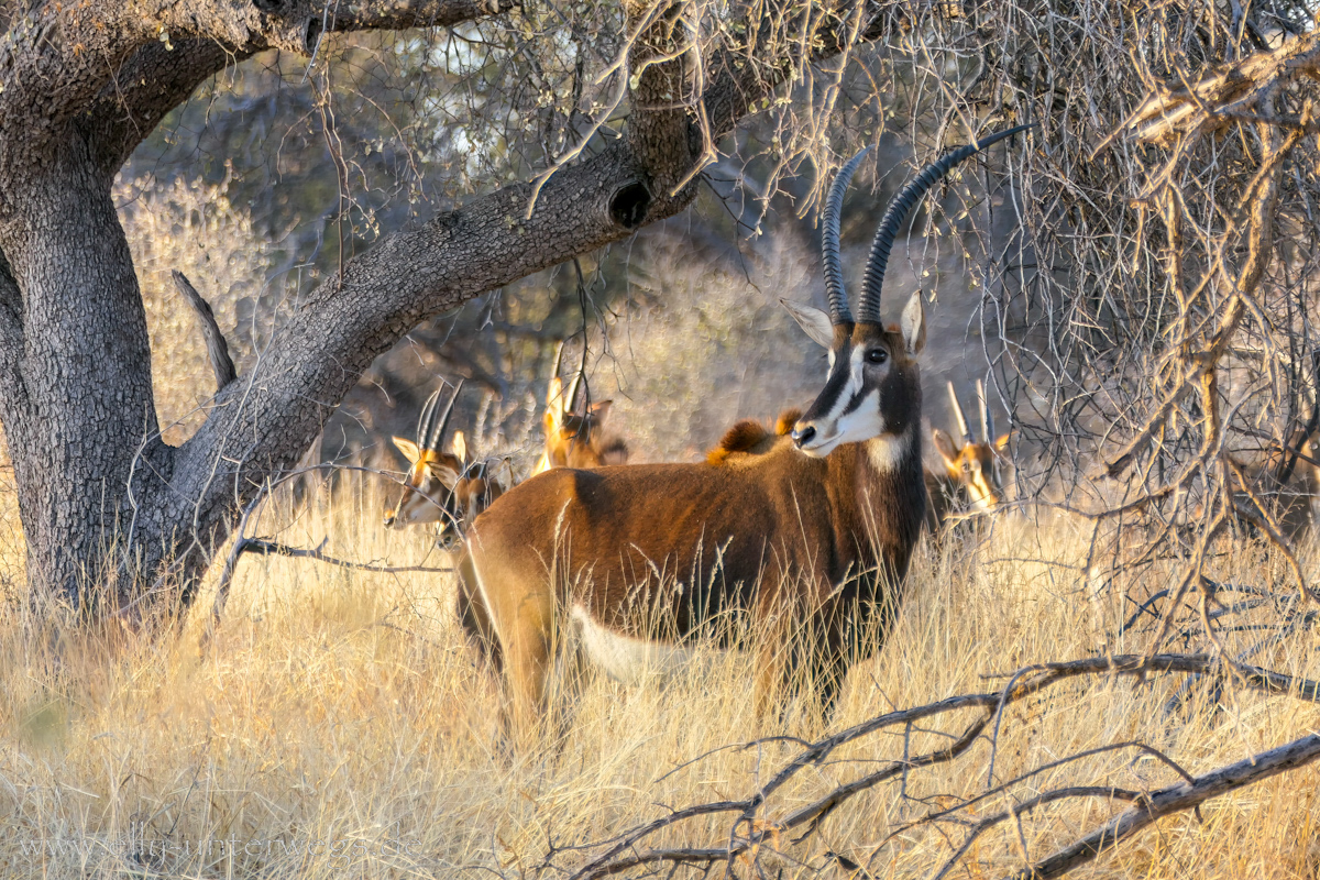 Namibia-Otjisazu-Farm-Windhoek-115.jpg