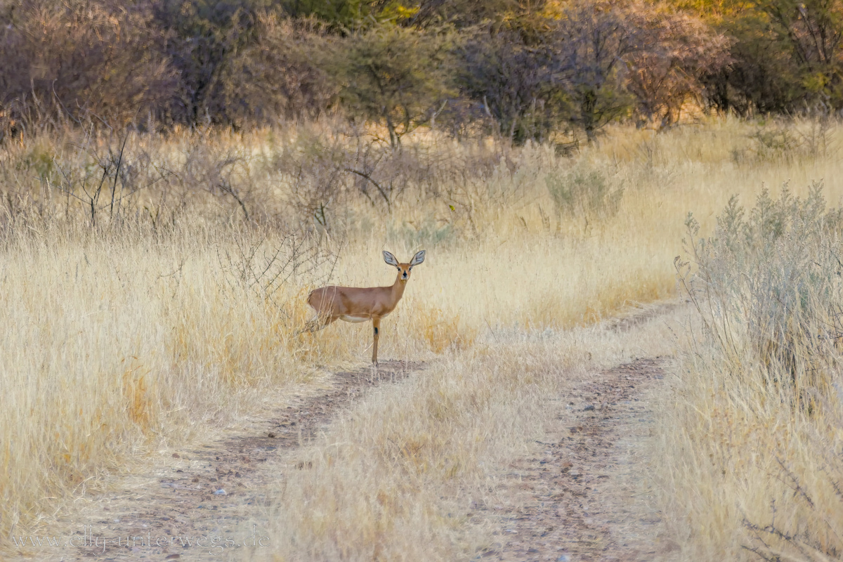 Namibia-Otjisazu-Farm-Windhoek-116.jpg