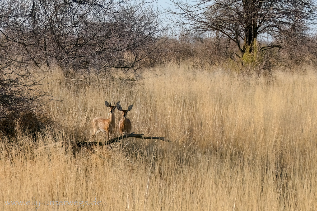 Namibia-Otjisazu-Farm-Windhoek-152.jpg