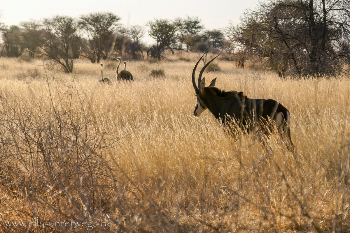 Namibia-Otjisazu-Farm-Windhoek-156.jpg