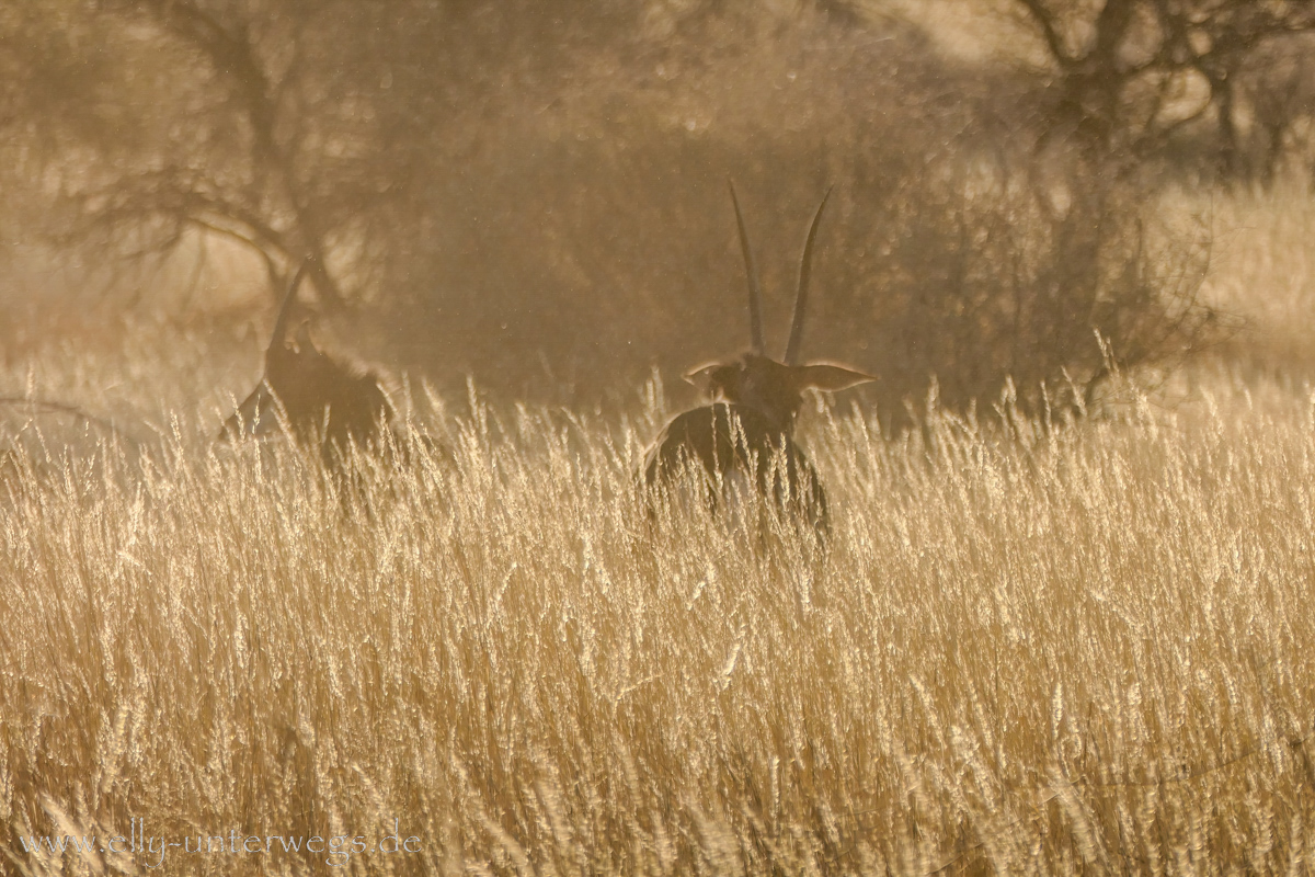 Namibia-Otjisazu-Farm-Windhoek-158.jpg