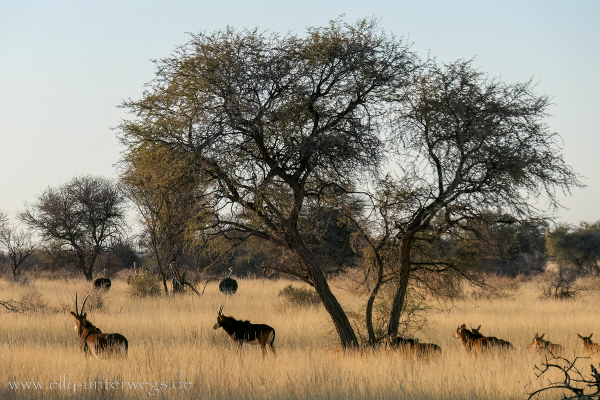 Namibia-Otjisazu-Farm-Windhoek-160.jpg