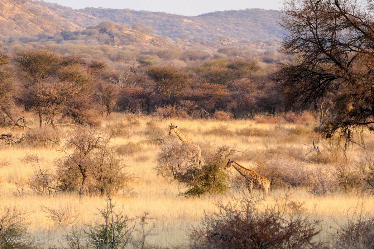 Namibia-Otjisazu-Farm-Windhoek-169.jpg