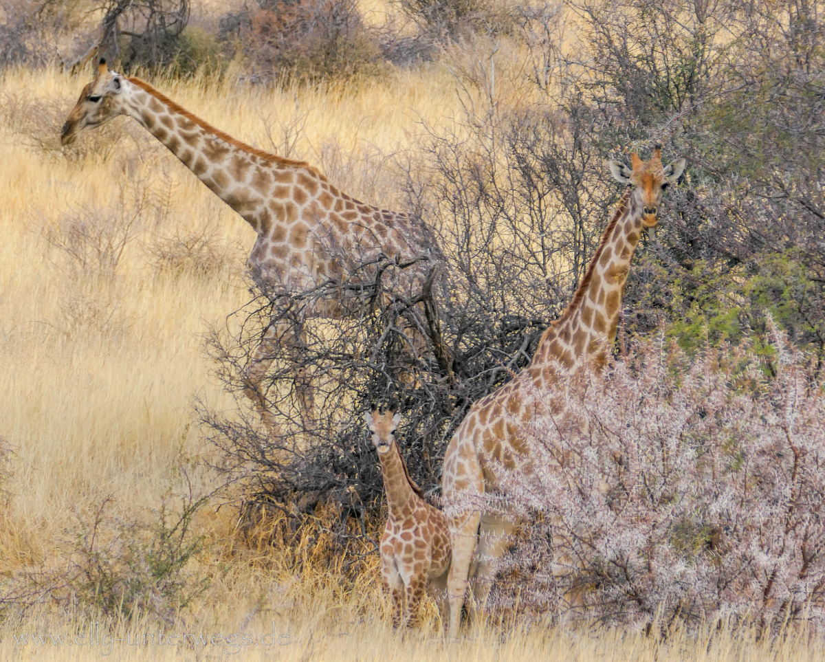 Namibia-Otjisazu-Farm-Windhoek-184.jpg