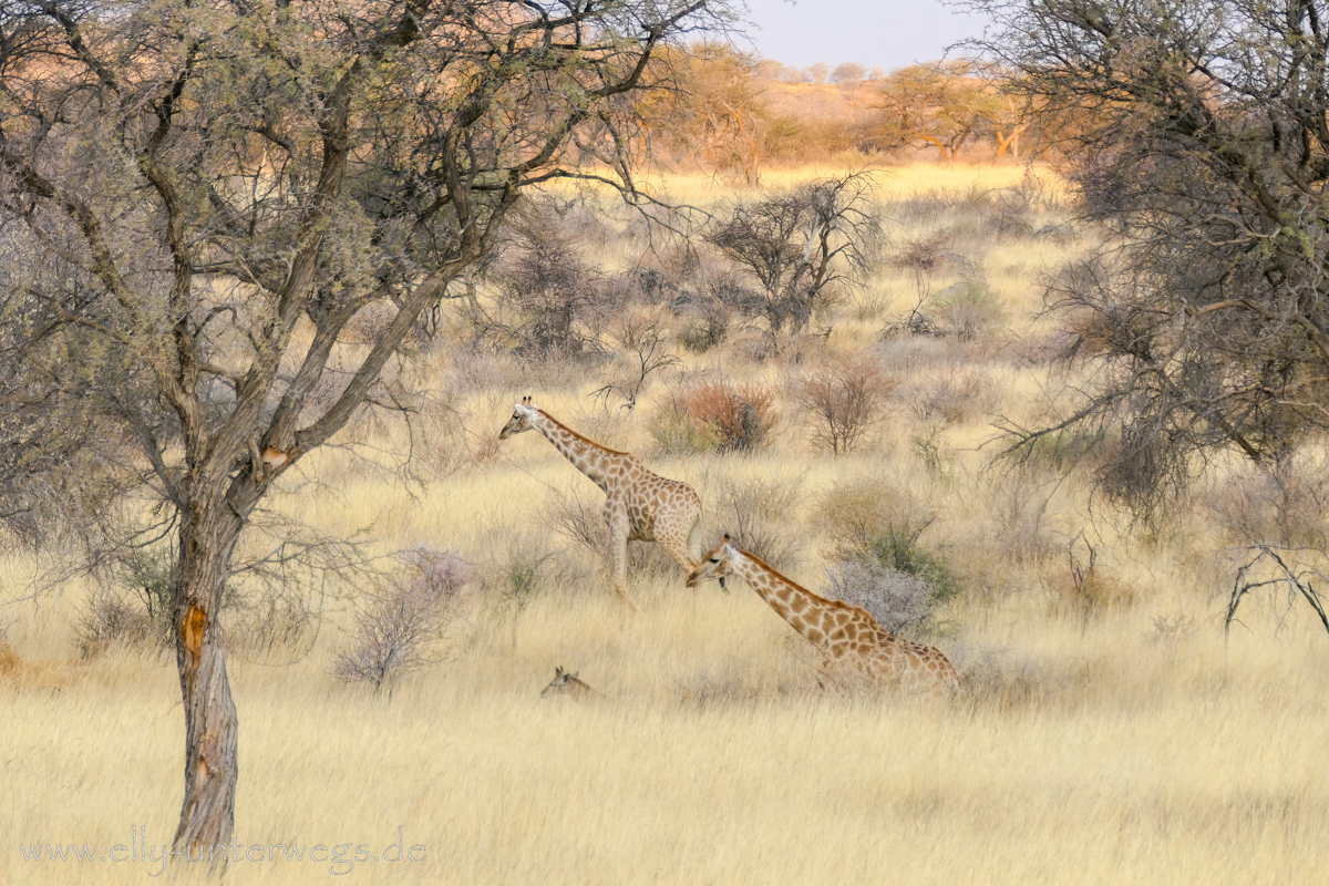 Namibia-Otjisazu-Farm-Windhoek-185.jpg