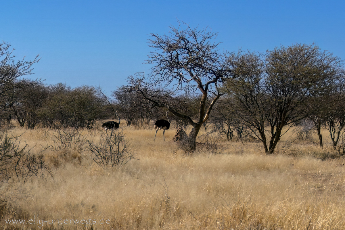 Namibia-Otjisazu-Farm-Windhoek-49.jpg