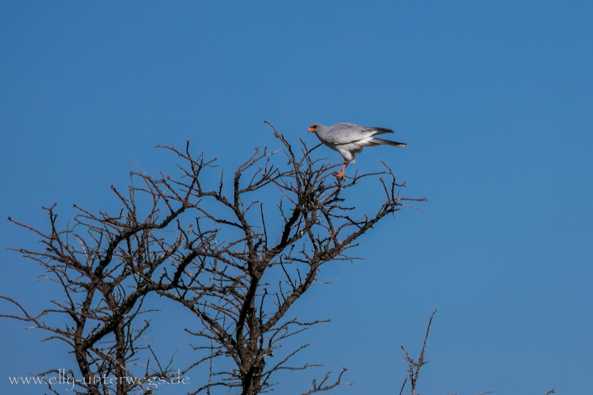 Namibia-Otjisazu-Farm-Windhoek-50.jpg