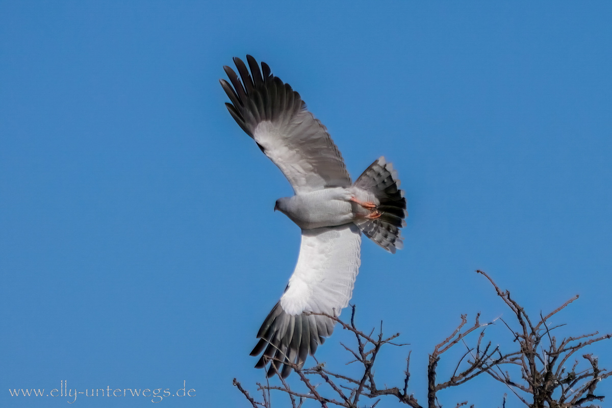 Namibia-Otjisazu-Farm-Windhoek-51.jpg